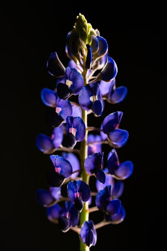 Bluebonnets
