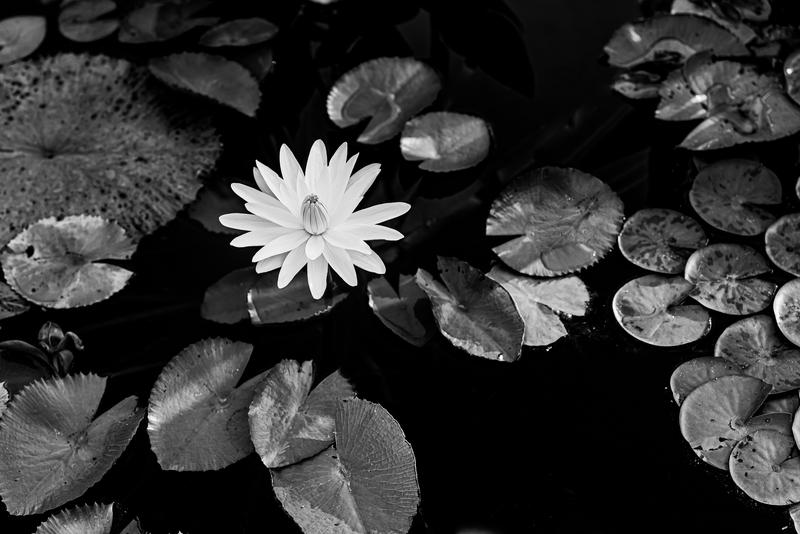 Water Lily